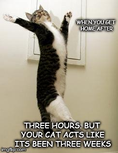 Happy Cat | WHEN YOU GET HOME AFTER; THREE HOURS. BUT YOUR CAT ACTS LIKE ITS BEEN THREE WEEKS | image tagged in happy cat | made w/ Imgflip meme maker
