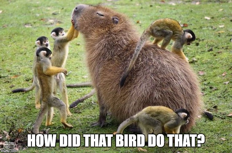 HOW DID THAT BIRD DO THAT? | made w/ Imgflip meme maker