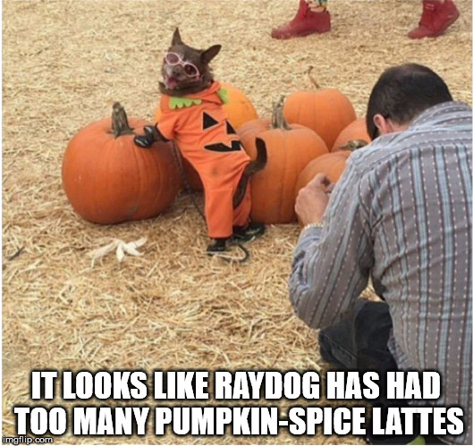 It's that time of year. I warned you last month it was coming | IT LOOKS LIKE RAYDOG HAS HAD TOO MANY PUMPKIN-SPICE LATTES | image tagged in raydog,pumpkin spice,overindulgence | made w/ Imgflip meme maker