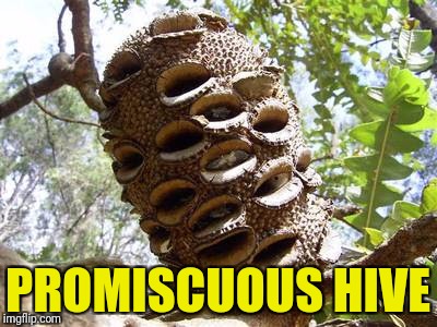 PROMISCUOUS HIVE | made w/ Imgflip meme maker