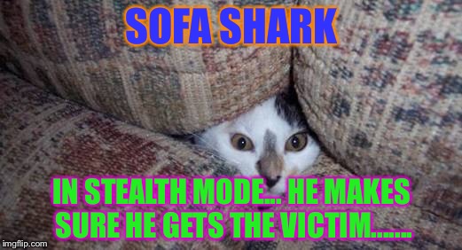 Stealth cat | SOFA SHARK; IN STEALTH MODE... HE MAKES SURE HE GETS THE VICTIM....... | image tagged in shark,cats | made w/ Imgflip meme maker