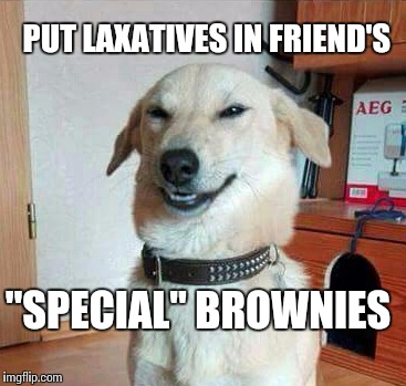 Dude you're screwed | PUT LAXATIVES IN FRIEND'S; "SPECIAL" BROWNIES | image tagged in 420,pot,funny meme,dog,meme,brownies | made w/ Imgflip meme maker