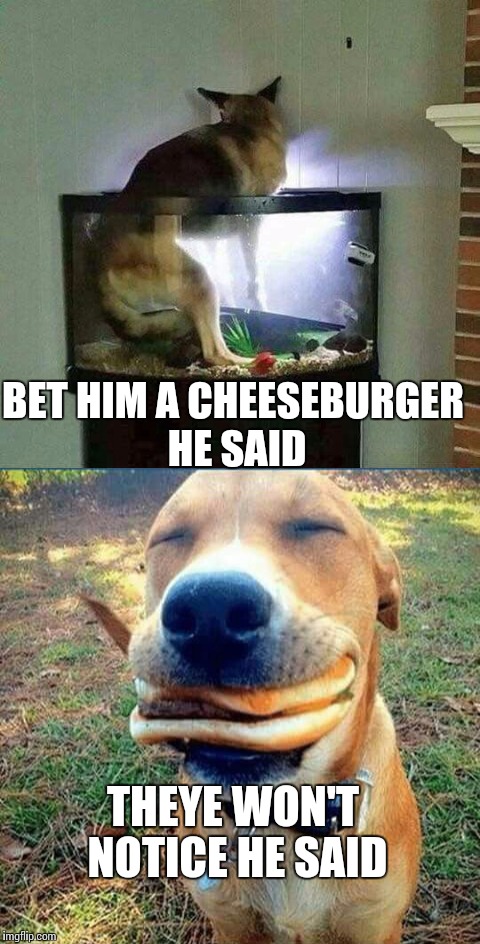 I dare ya | BET HIM A CHEESEBURGER HE SAID; THEYE WON'T NOTICE HE SAID | image tagged in memes,dog,meme,funny memes | made w/ Imgflip meme maker