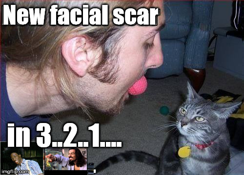 Count it off... | New facial scar; in 3..2..1.... | image tagged in facial scratching cat,funny cats,cat memes,funny shit | made w/ Imgflip meme maker