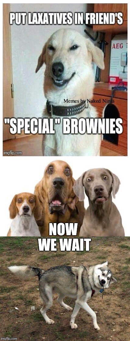 Pup pup pass | NOW WE WAIT | image tagged in 420,weed,marijuana,meme,memes,dog | made w/ Imgflip meme maker