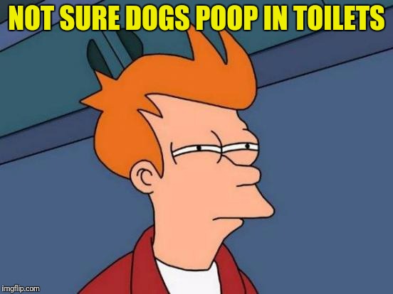 Futurama Fry Meme | NOT SURE DOGS POOP IN TOILETS | image tagged in memes,futurama fry | made w/ Imgflip meme maker