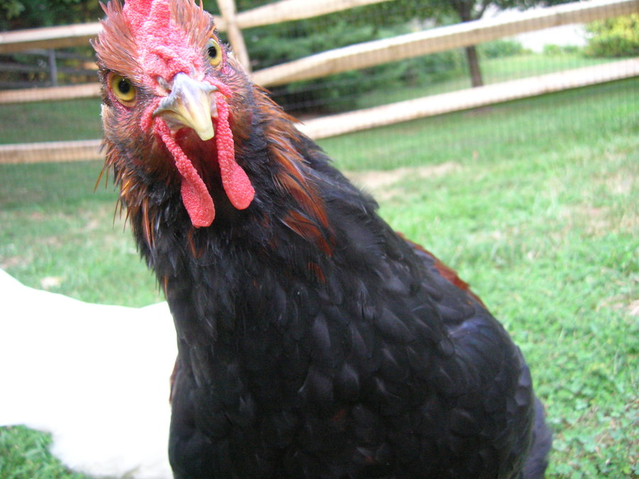 High Quality angry rooster Blank Meme Template