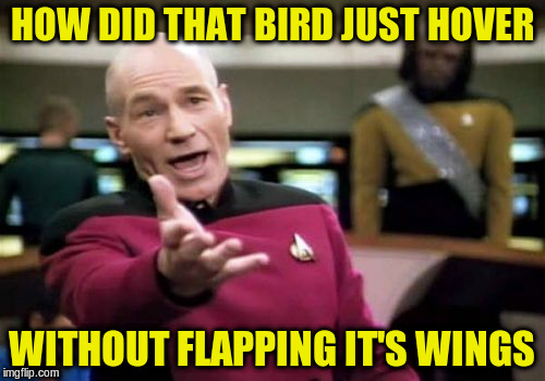 Picard Wtf Meme | HOW DID THAT BIRD JUST HOVER WITHOUT FLAPPING IT'S WINGS | image tagged in memes,picard wtf | made w/ Imgflip meme maker