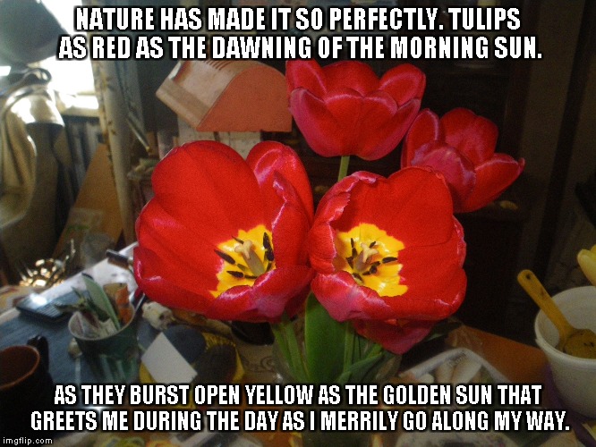 Red As the Morning Sun | NATURE HAS MADE IT SO PERFECTLY. TULIPS AS RED AS THE DAWNING OF THE MORNING SUN. AS THEY BURST OPEN YELLOW AS THE GOLDEN SUN THAT GREETS ME DURING THE DAY AS I MERRILY GO ALONG MY WAY. | image tagged in red tulips,morning sun | made w/ Imgflip meme maker