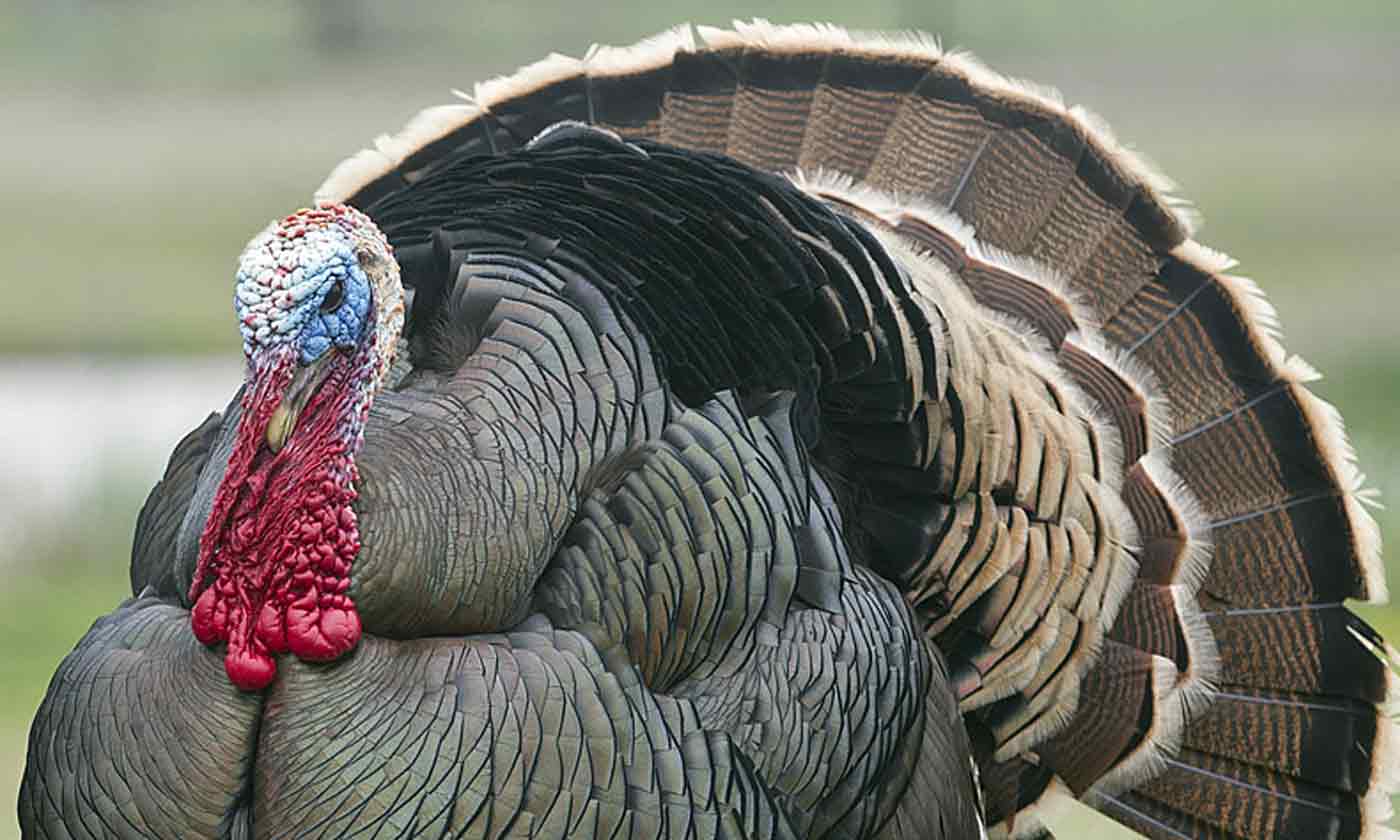 High Quality Turkey Blank Meme Template