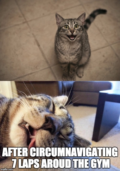 excited exhausted cats | AFTER CIRCUMNAVIGATING 7 LAPS AROUD THE GYM | image tagged in excited exhausted cats | made w/ Imgflip meme maker