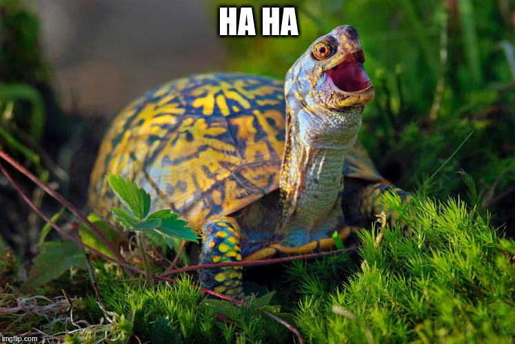 HA HA | made w/ Imgflip meme maker