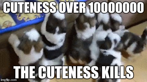 Doggos | CUTENESS OVER 10000000; THE CUTENESS KILLS | image tagged in doggos | made w/ Imgflip meme maker