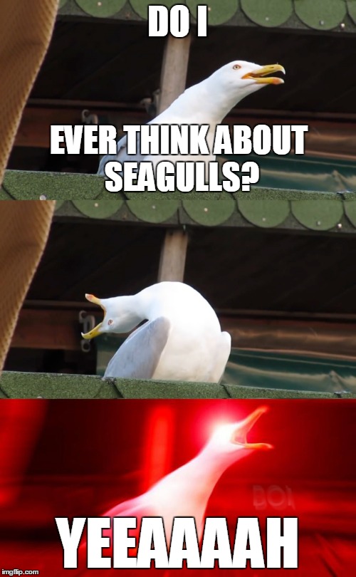 DO I YEEAAAAH EVER THINK ABOUT SEAGULLS? | made w/ Imgflip meme maker