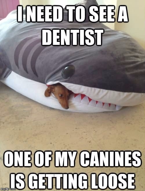 Sharks gotta see the dentist too! | I NEED TO SEE A DENTIST; ONE OF MY CANINES IS GETTING LOOSE | image tagged in meme's,funny,animals,shark,dog | made w/ Imgflip meme maker