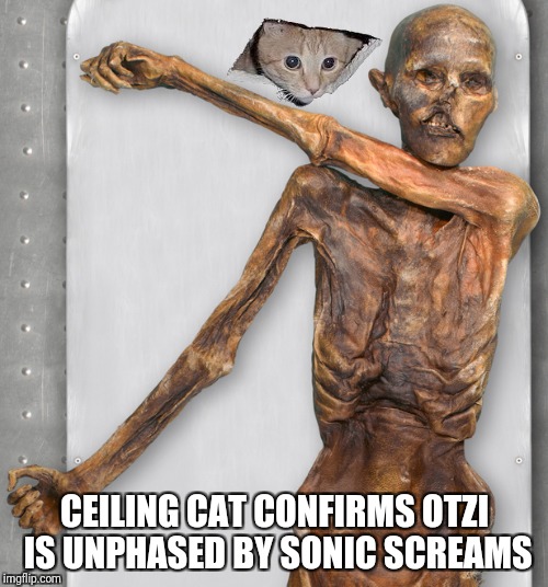 CEILING CAT CONFIRMS OTZI IS UNPHASED BY SONIC SCREAMS | made w/ Imgflip meme maker