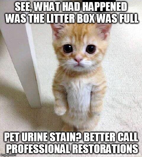 Cute Cat Meme | SEE, WHAT HAD HAPPENED WAS THE LITTER BOX WAS FULL; PET URINE STAIN?
BETTER CALL PROFESSIONAL RESTORATIONS | image tagged in memes,cute cat | made w/ Imgflip meme maker