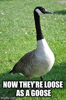 NOW THEY’RE LOOSE AS A GOOSE | made w/ Imgflip meme maker