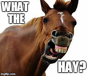 WTF | WHAT THE; HAY? | image tagged in horse,funny,funny horse,wtf | made w/ Imgflip meme maker