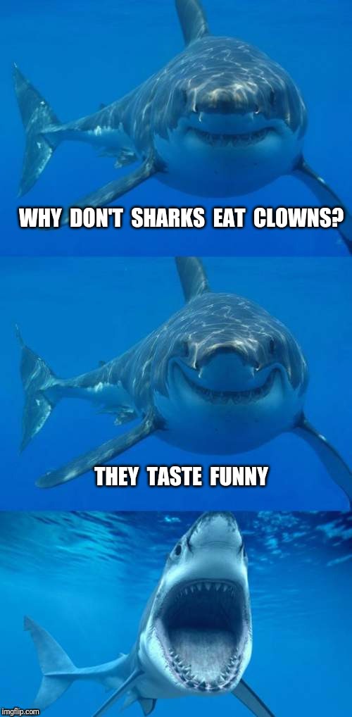 Bad Shark Pun  | WHY  DON'T  SHARKS  EAT  CLOWNS? THEY  TASTE  FUNNY | image tagged in bad shark pun,clowns,clown,shark,bad pun | made w/ Imgflip meme maker
