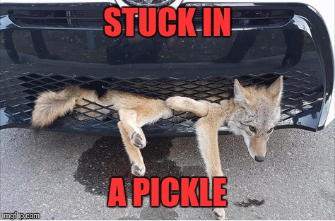Having a bad day | STUCK IN; A PICKLE | image tagged in having a bad day | made w/ Imgflip meme maker
