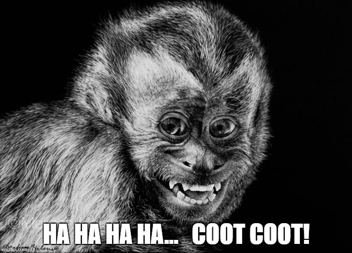 You can see her coot coot | HA HA HA HA...   COOT COOT! | image tagged in laughing,monkey,laughing monkey,coot coot,ha ha ha ha | made w/ Imgflip meme maker