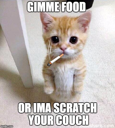 Cute Cat | GIMME FOOD; OR IMA SCRATCH YOUR COUCH | image tagged in memes,cute cat | made w/ Imgflip meme maker
