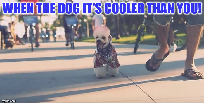 WHEN THE DOG IT'S COOLER THAN YOU! | made w/ Imgflip meme maker