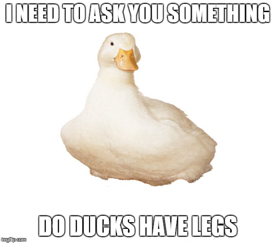 Do ducks have legs | I NEED TO ASK YOU SOMETHING; DO DUCKS HAVE LEGS | image tagged in ducks | made w/ Imgflip meme maker