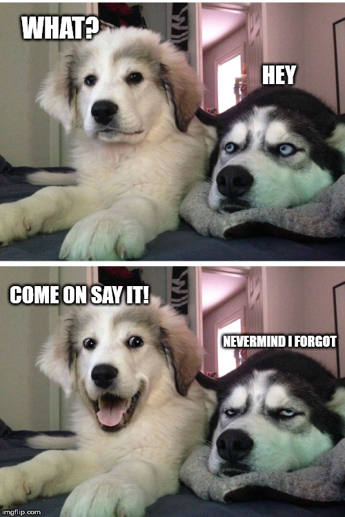Bad pun dogs | WHAT? HEY; COME ON SAY IT! NEVERMIND I FORGOT | image tagged in bad pun dogs | made w/ Imgflip meme maker