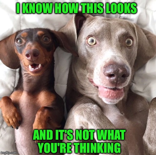 You're home early! | I KNOW HOW THIS LOOKS; AND IT'S NOT WHAT YOU'RE THINKING | image tagged in dogs | made w/ Imgflip meme maker