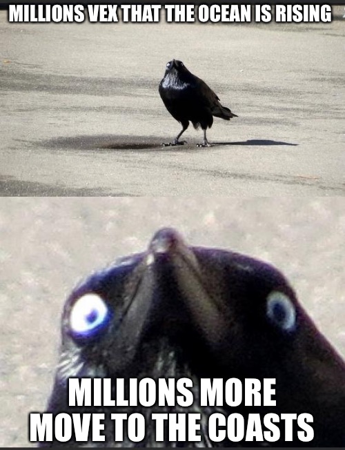 insanity crow | MILLIONS VEX THAT THE OCEAN IS RISING; MILLIONS MORE MOVE TO THE COASTS | image tagged in insanity crow | made w/ Imgflip meme maker