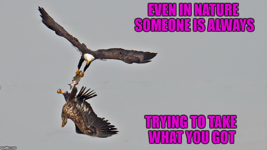 Somebody always wants it more!!! | EVEN IN NATURE SOMEONE IS ALWAYS; TRYING TO TAKE WHAT YOU GOT | image tagged in eagle stealing fish,memes,eagle,animals,funny,stealing | made w/ Imgflip meme maker