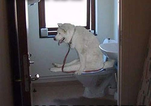 Dog On Toilet Blank Meme Template