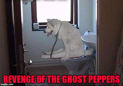 If you feel the burn on both ends, that means you're sparkly clean on the inside!!! | REVENGE OF THE GHOST PEPPERS | image tagged in dog on toilet,memes,ghost peppers,dogs,turkey squirts,funny | made w/ Imgflip meme maker