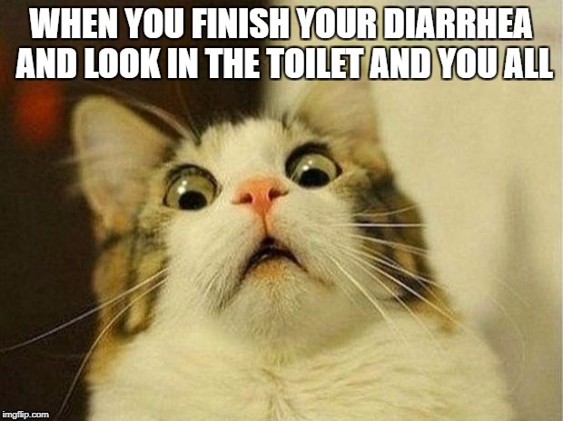 Scared Cat Meme | WHEN YOU FINISH YOUR DIARRHEA AND LOOK IN THE TOILET AND YOU ALL | image tagged in memes,scared cat | made w/ Imgflip meme maker
