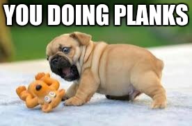 plank dog | YOU DOING PLANKS | image tagged in dogs an cats,exercise,funny | made w/ Imgflip meme maker