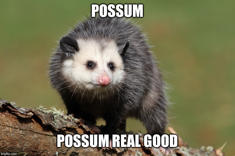 POSSUM POSSUM REAL GOOD | made w/ Imgflip meme maker