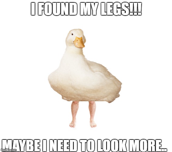 On the search for legs | I FOUND MY LEGS!!! MAYBE I NEED TO LOOK MORE.. | image tagged in ducks,legs,search | made w/ Imgflip meme maker