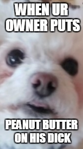 WHEN UR OWNER PUTS; PEANUT BUTTER ON HIS DICK | image tagged in dog,peanut butter,dick,owner | made w/ Imgflip meme maker