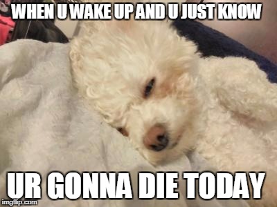 WHEN U WAKE UP AND U JUST KNOW; UR GONNA DIE TODAY | image tagged in dog,wake up | made w/ Imgflip meme maker