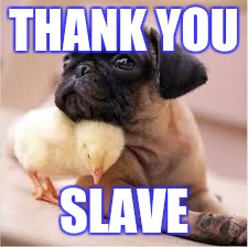 pug life | THANK YOU; SLAVE | image tagged in funny,dogs,pugs | made w/ Imgflip meme maker