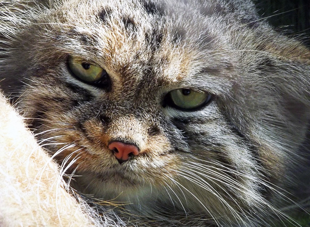 pissed off pallas's cat Blank Meme Template