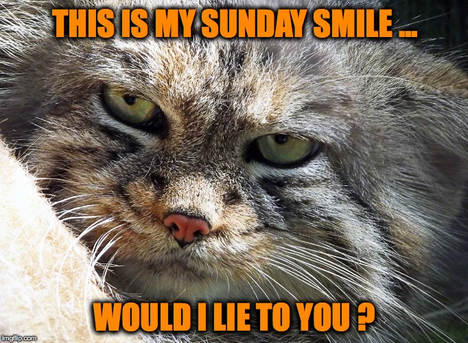 Sunday Smile, Manul Style | THIS IS MY SUNDAY SMILE ... WOULD I LIE TO YOU ? | image tagged in pissed off pallas's cat | made w/ Imgflip meme maker