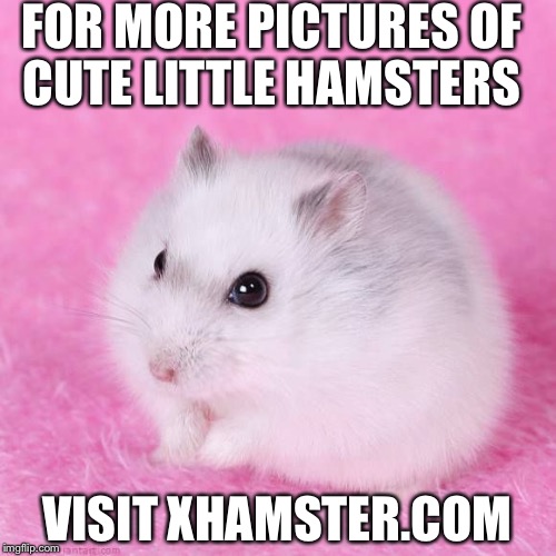 Millions of cute little hamster pictures can be found on there so visit Xhamster.com for enjoyment  | FOR MORE PICTURES OF CUTE LITTLE HAMSTERS; VISIT XHAMSTER.COM | image tagged in funny,memes,hamster,cute | made w/ Imgflip meme maker