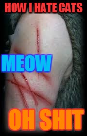 WHEN YOU HATE CATS | HOW I HATE CATS; MEOW; OH SHIT | image tagged in scratch,evil cat | made w/ Imgflip meme maker