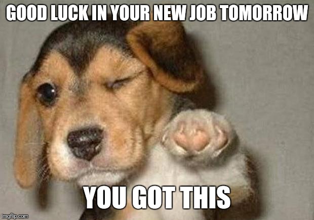 You're The Dogs B******s | GOOD LUCK IN YOUR NEW JOB TOMORROW; YOU GOT THIS | image tagged in winking dog,good luck,career,change,first day,new | made w/ Imgflip meme maker