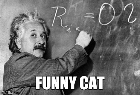 Smart | FUNNY CAT | image tagged in smart | made w/ Imgflip meme maker