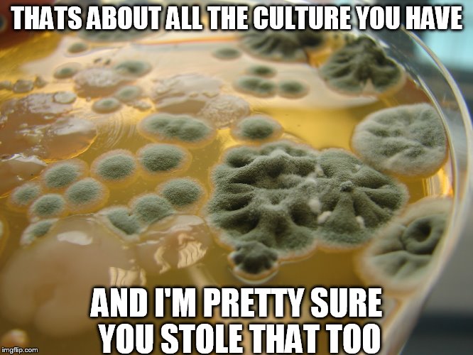 THATS ABOUT ALL THE CULTURE YOU HAVE AND I'M PRETTY SURE YOU STOLE THAT TOO | image tagged in mould | made w/ Imgflip meme maker