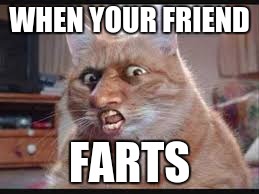 fart cat | WHEN YOUR FRIEND; FARTS | image tagged in farts,funny cats,cats,faces | made w/ Imgflip meme maker
